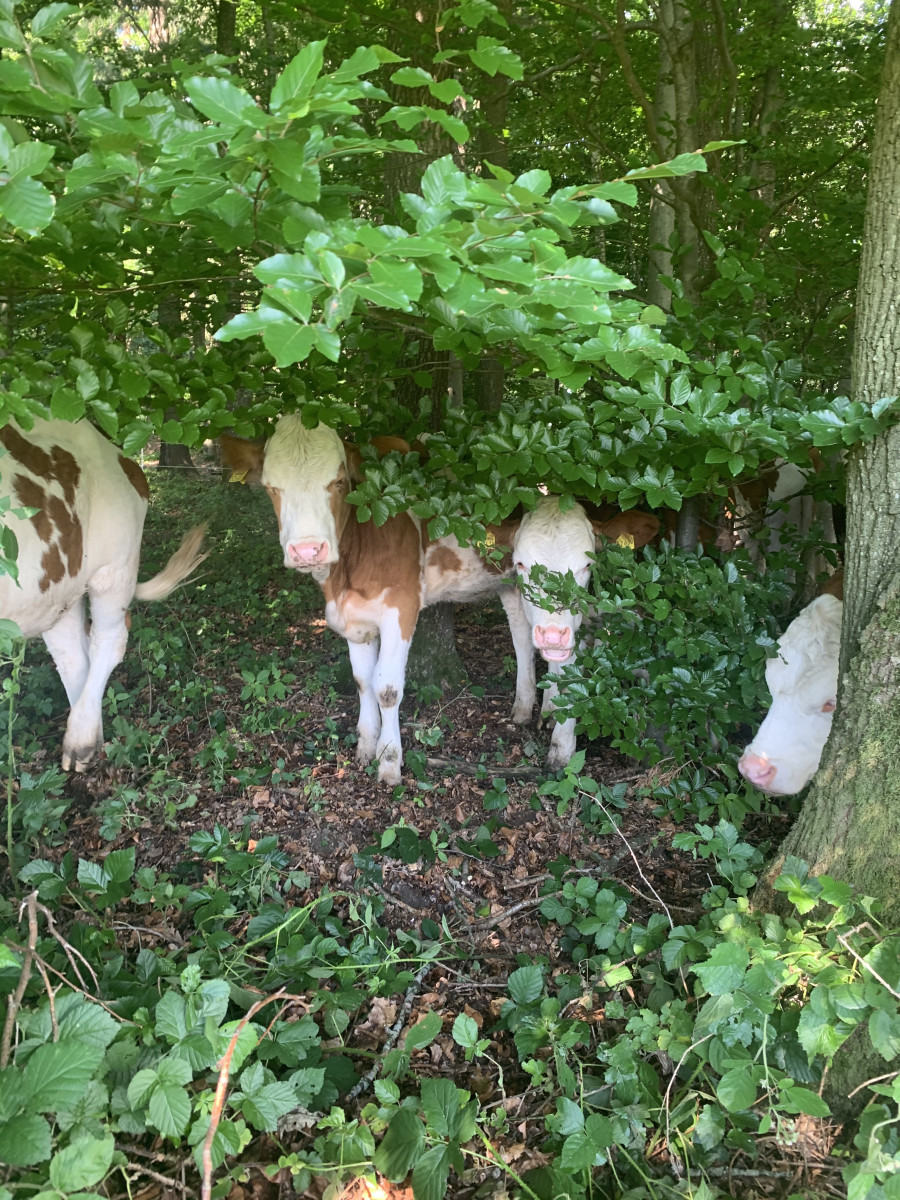 Kälber verstecken sich im Gebüsch