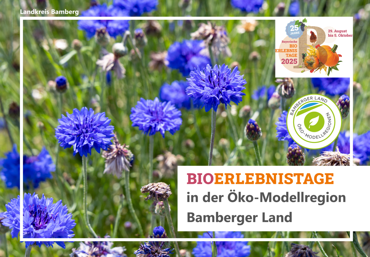blühende Kornblumen