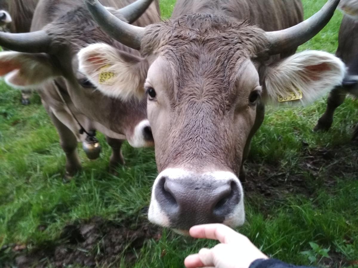 auf dem Bild ist eine Kuh, die neugierig sich einem Finger nähert