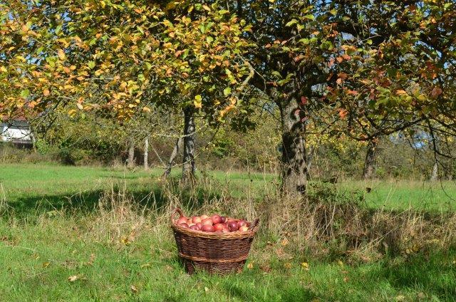 Korb mit Äpfeln steht auf einer Wiese, Baum im Hintergrund
