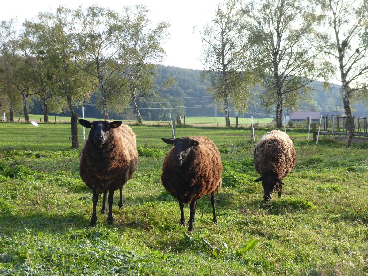 Schafe, Wiese und Bäume - Drei Schafe stehen auf der Weide.