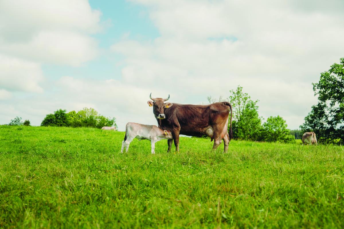 Kalb trinkt bei der Mutter