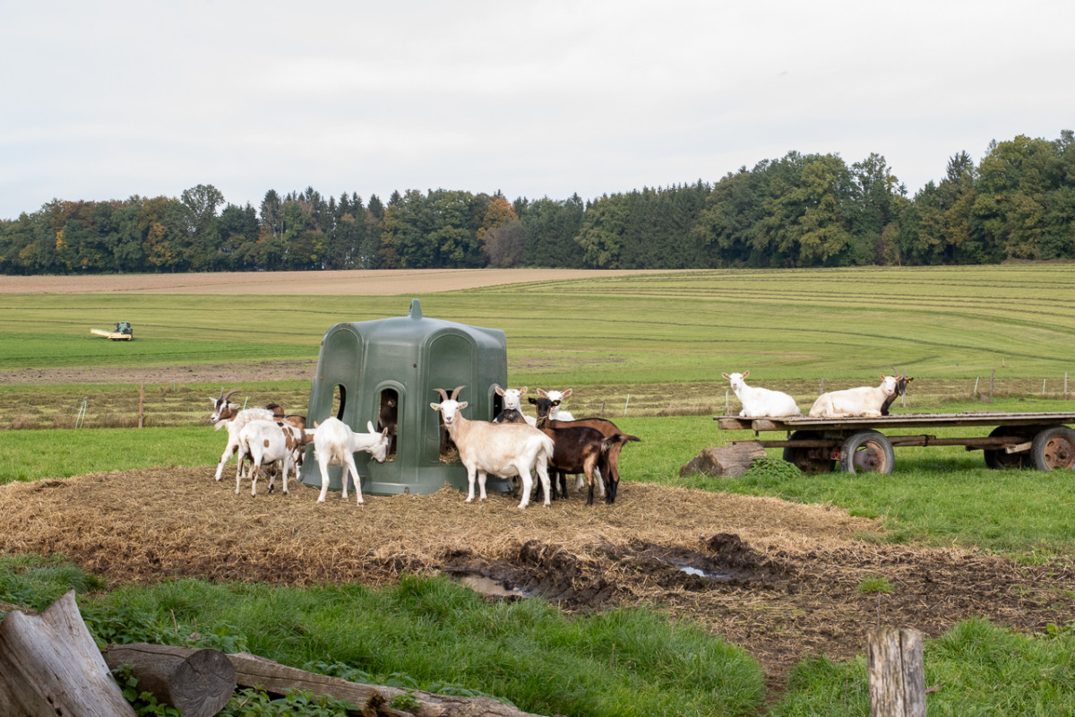 Ziegen sind sehr genügsame Tiere und kommen mit vergleichsweise wenig Futter aus. Die bessere Verträglichkeit von Ziegenmilch rührt von der anderen Zusammensetzung des Eiweißes und der essentiellen Fettsäuren her.