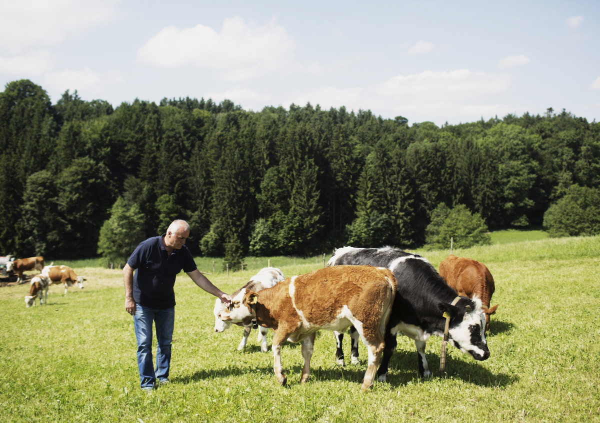 Ausgedehnte Wiesen zum Grasen, genügend Platz zum Unterstellen im Wald: Mutterkühe und Kälbchen von Bio-Bauer Hans Koch aus Holzhausen bei Teisendorf.