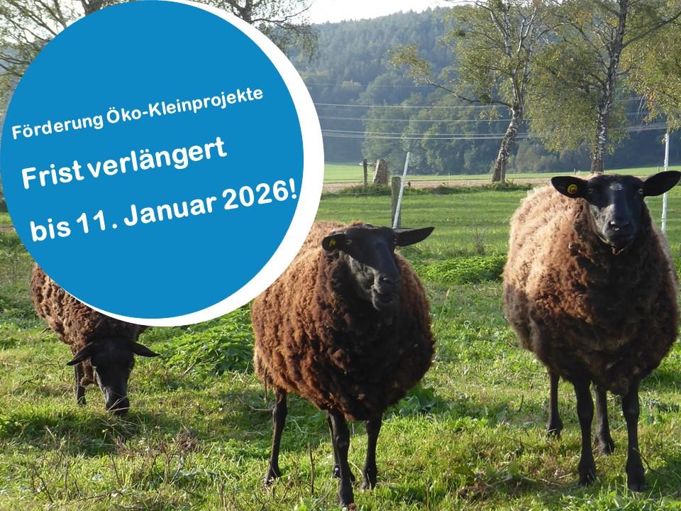 Schafe stehen auf der Wiese, Hinweis auf die Fristverlängerung auf das Foto "gestempelt" auf blauer Kreisfläche