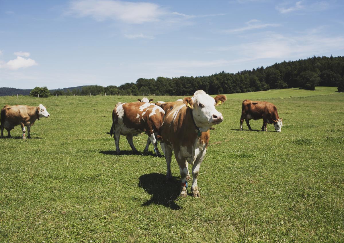 Kühe auf Wiese