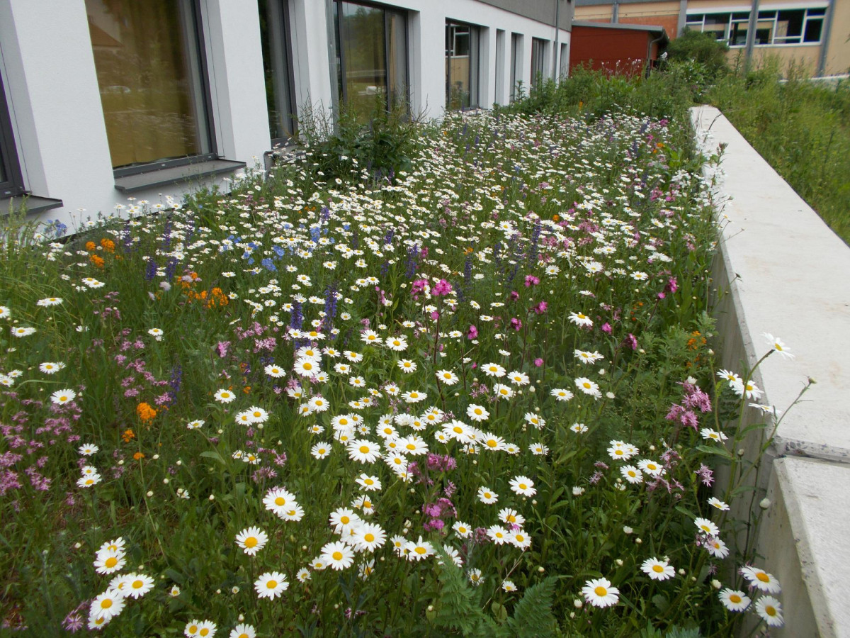 Blühfläche im 2. Vegetationsjahr Gymnasium Bad Neustadt