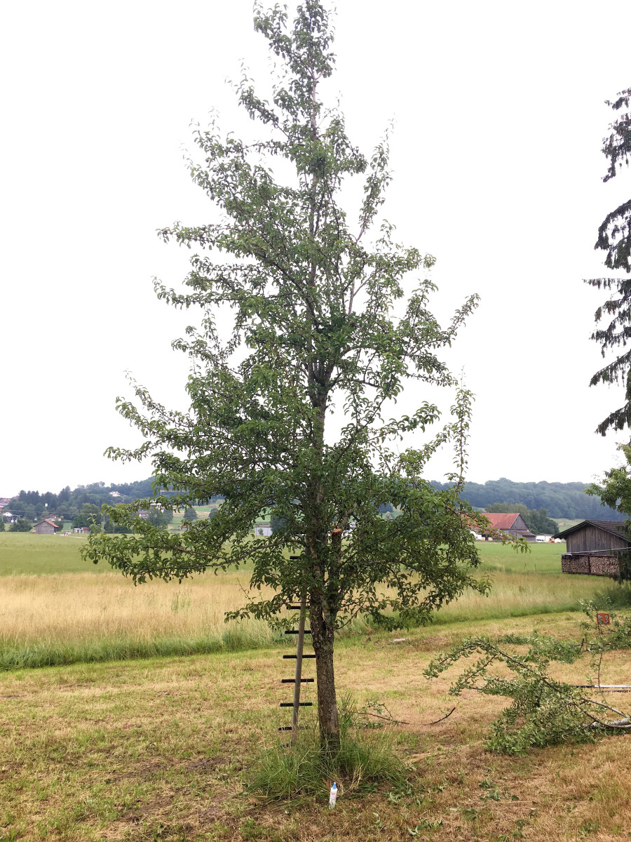 Durch den Schnitt wird die Entwicklung einer tragfähigen Baumkrone des Birnbaums gefördert.