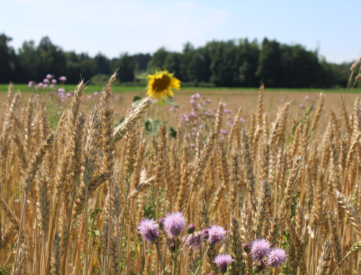 Getreidefeld mit Sonnenblume