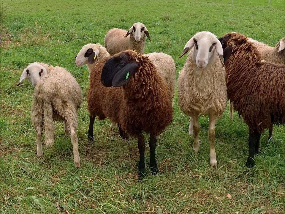 Mehrere Schafe (braun und hellbeige) stehen auf der Weide.