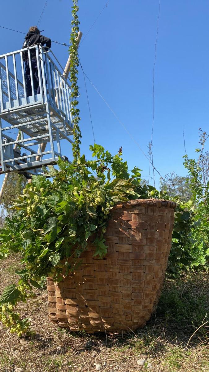 Weidenkorb mit Hopfen