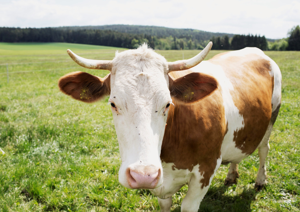 eine braun-weiß gefleckte Kuh steht auf der Weide