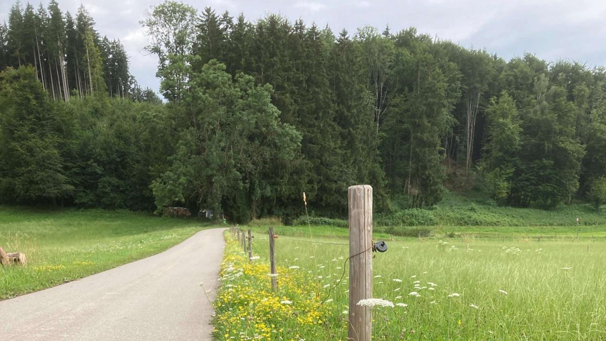 Blühende Wegeränder