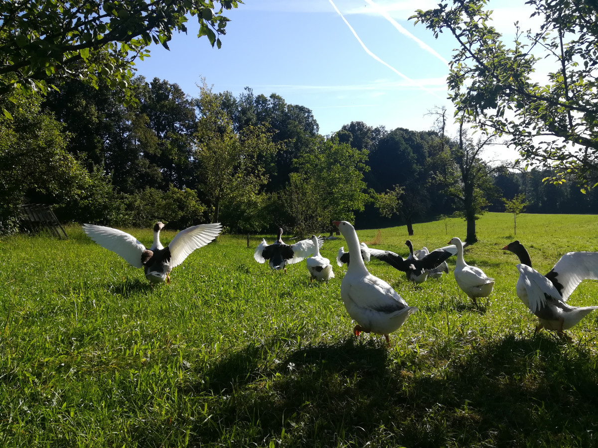 Gänse auf der Wiese