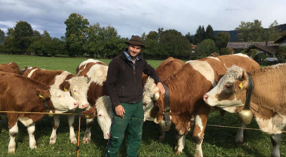 Landwirt mit Kühen auf der Weide