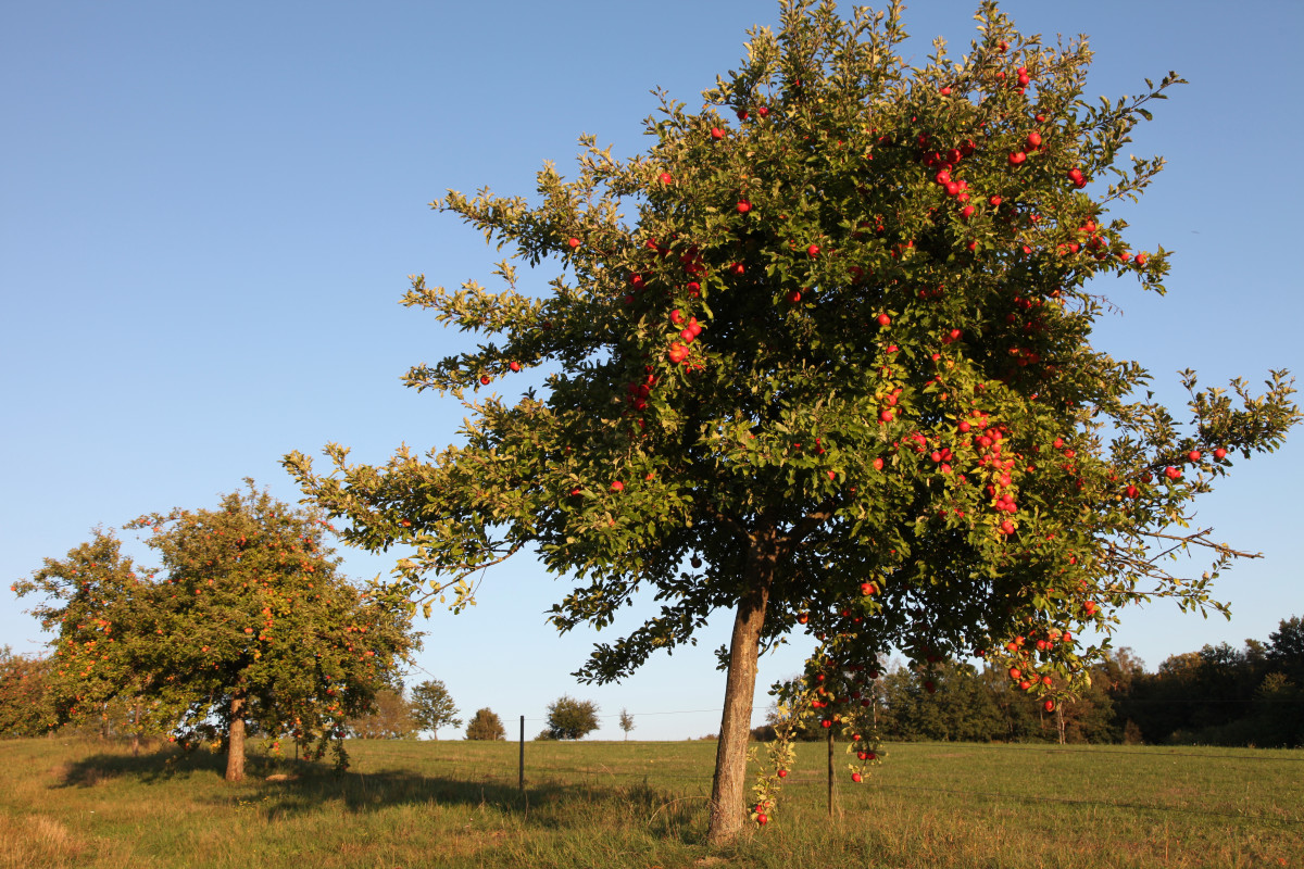 Streuobst