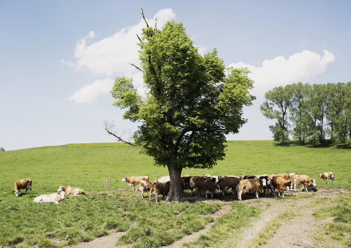 Wie kann die Weidepflicht umgsetzt werden? Biolandberater unterstützen!