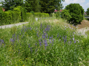 Üppig blühende Magerwiese, die durch umgestellte Pflege zur Blühwiese geworden ist.