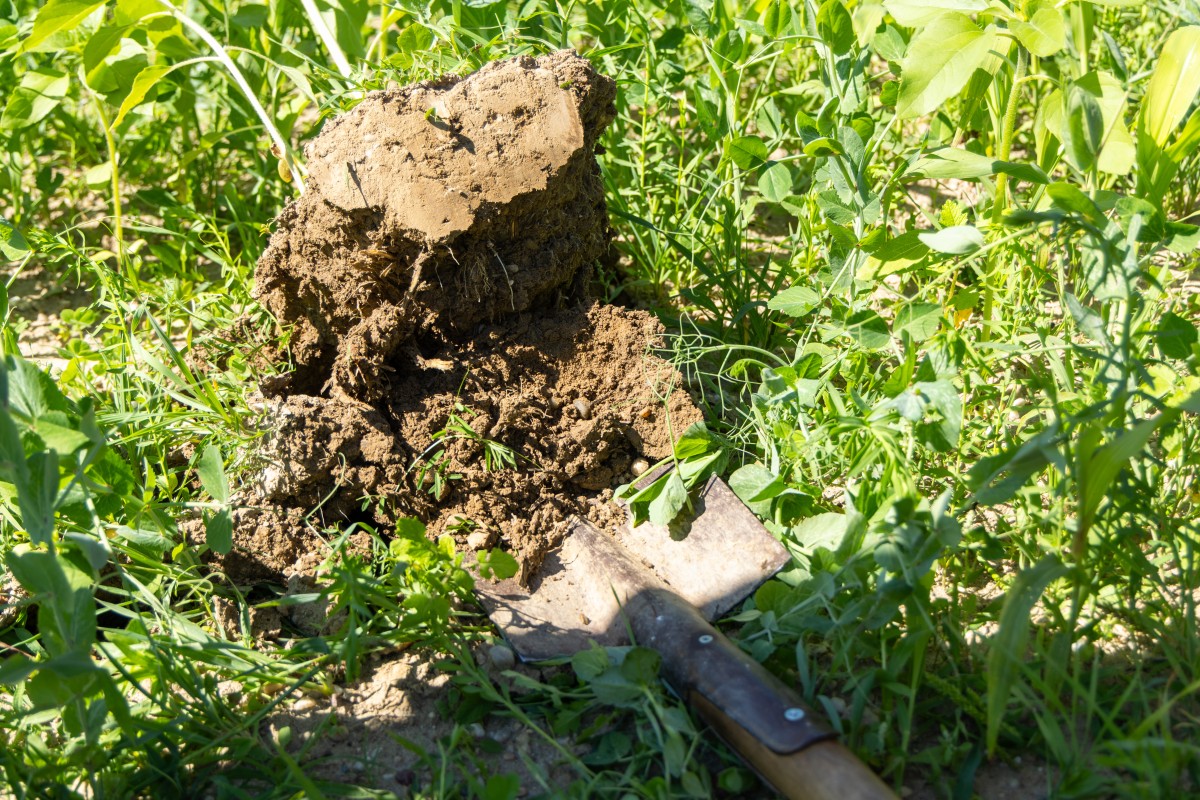 Begutachtung des Bodenzustandesmit einem Spaten