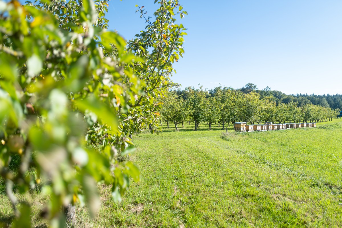 Obstbäume und Bienenstöcke