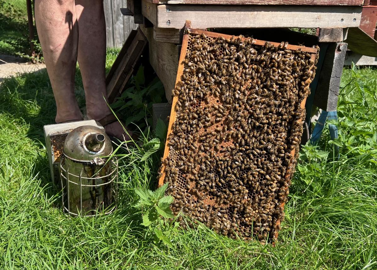 Ein Rähmchen aus dem Bienenstock voller Bienen und ein Räuchergefäß stehen auf der Wiese