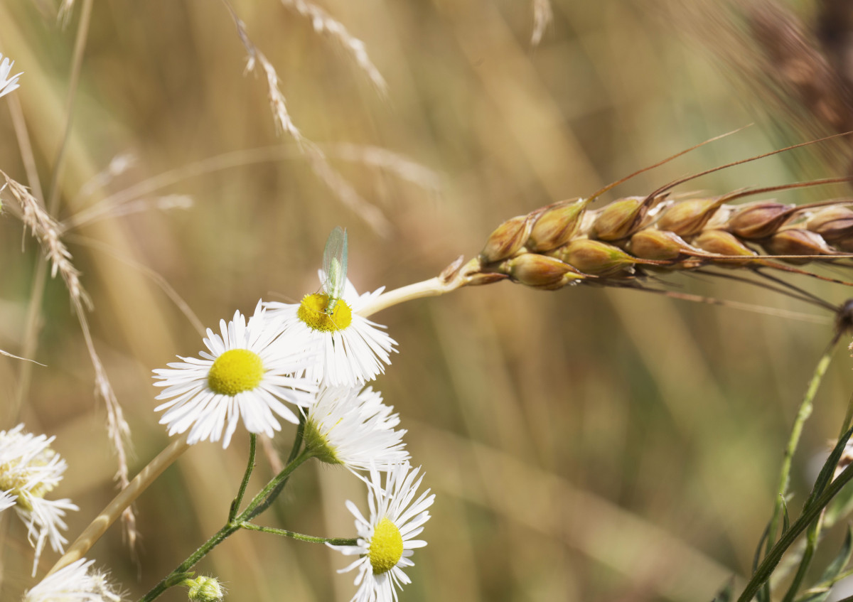 Biodiversität im Acker