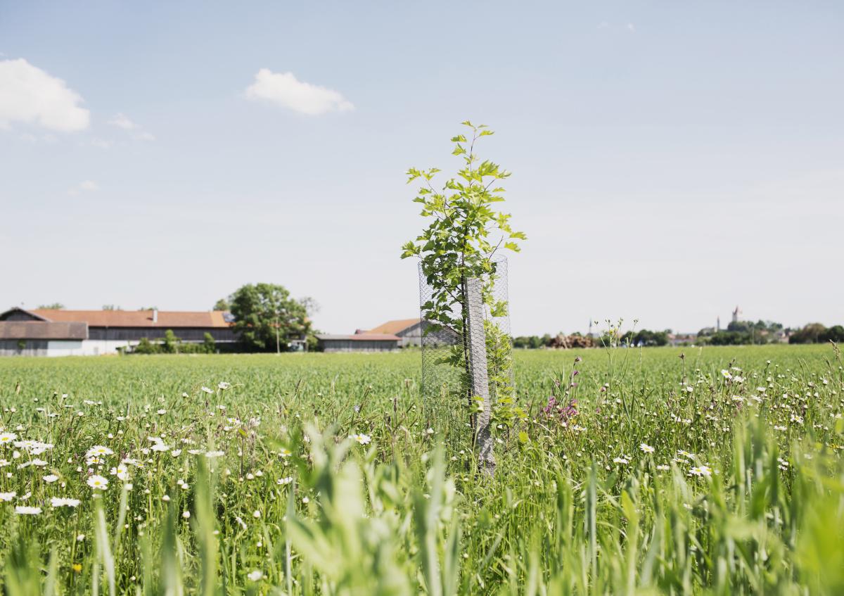 Baum auf einem Feld