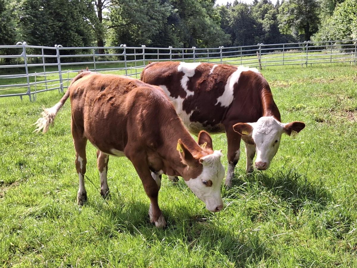 Zwei Kälber auf der Wiese