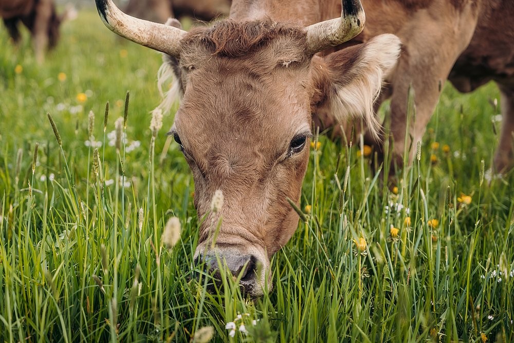 Gras fressende Kuh