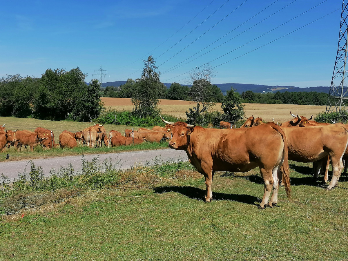 Die Limousin-Herde der Brunners.
