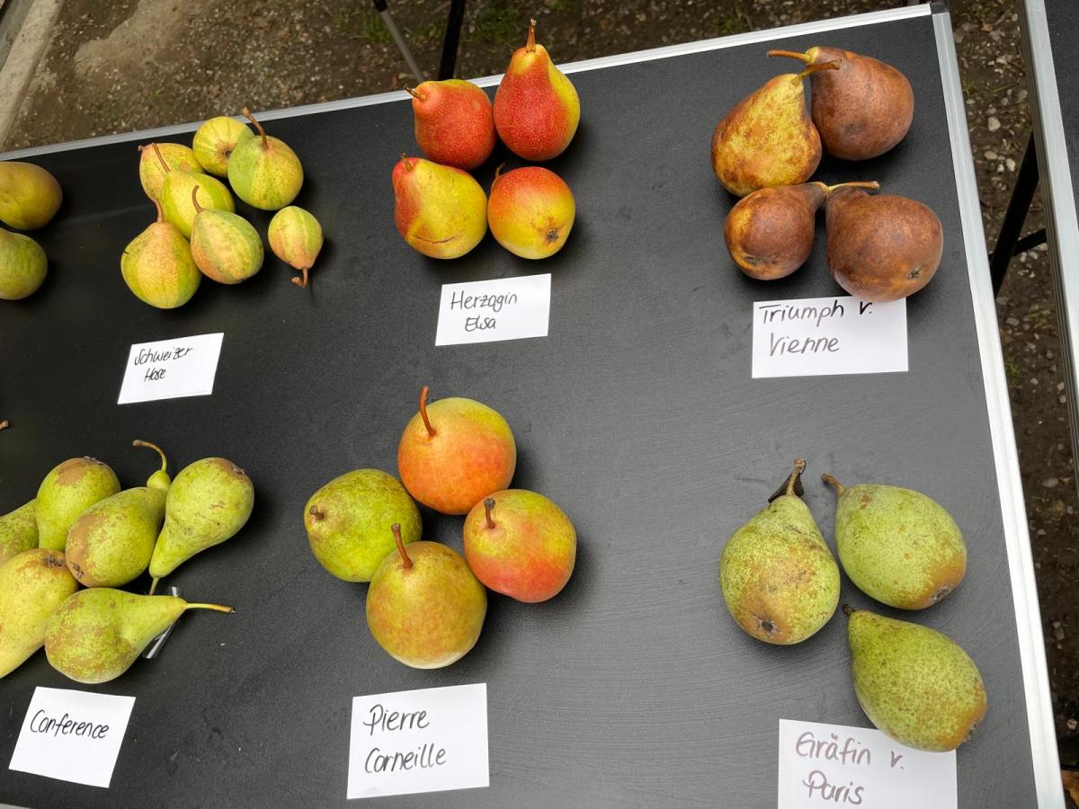 Birnen Bio-Streuobst