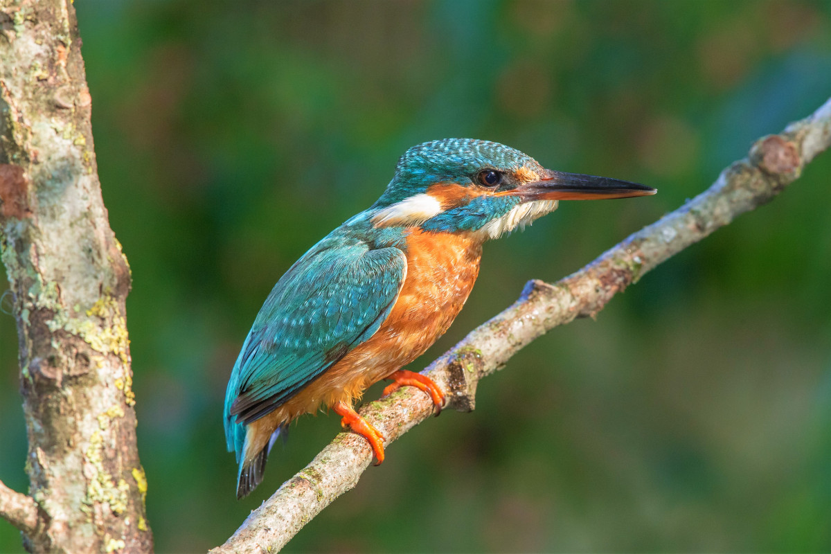 Eisvogel auf Ansitz