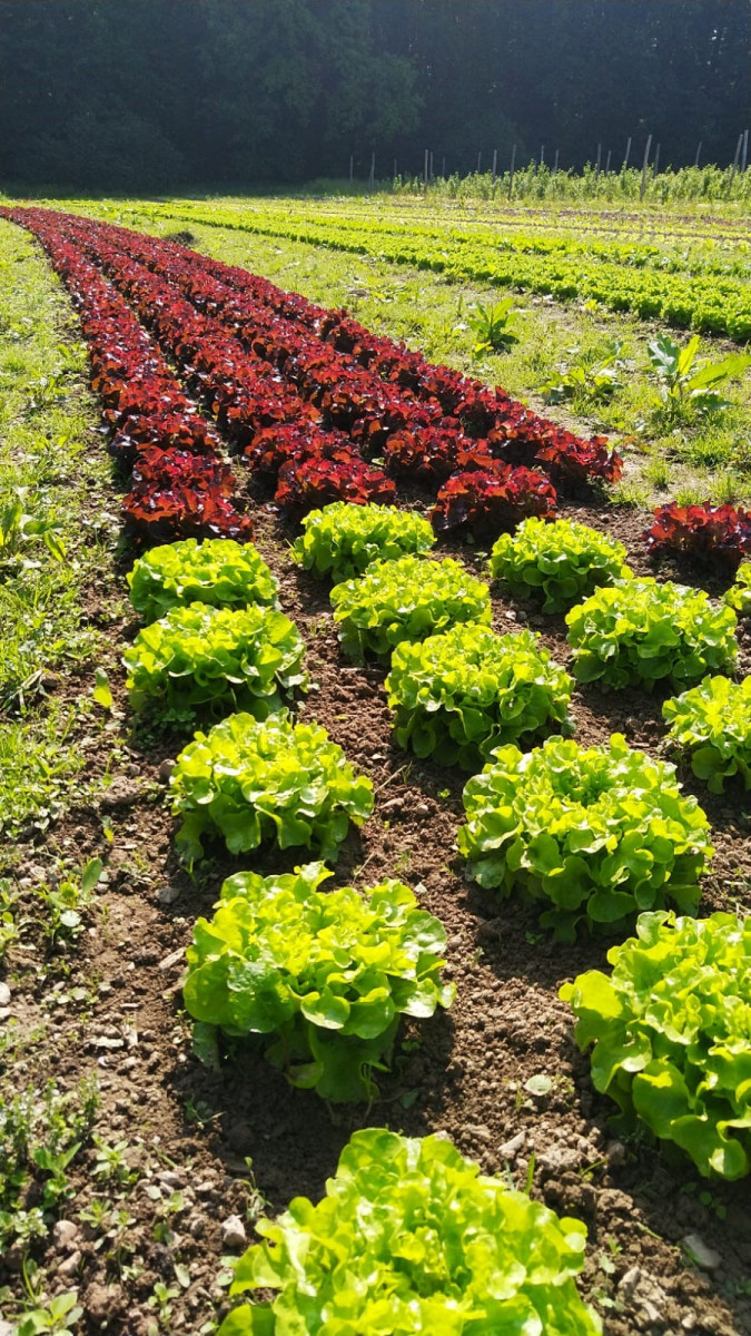 Auf dem Bild sieht man ein Gemüsefeld mit verschiedenen Salaten