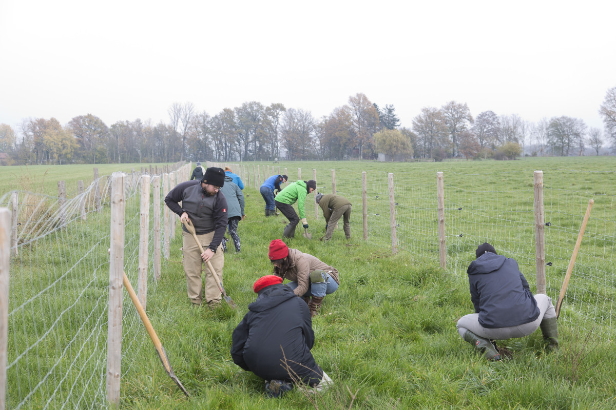 eine 250 Meter lange Hecke entsteht