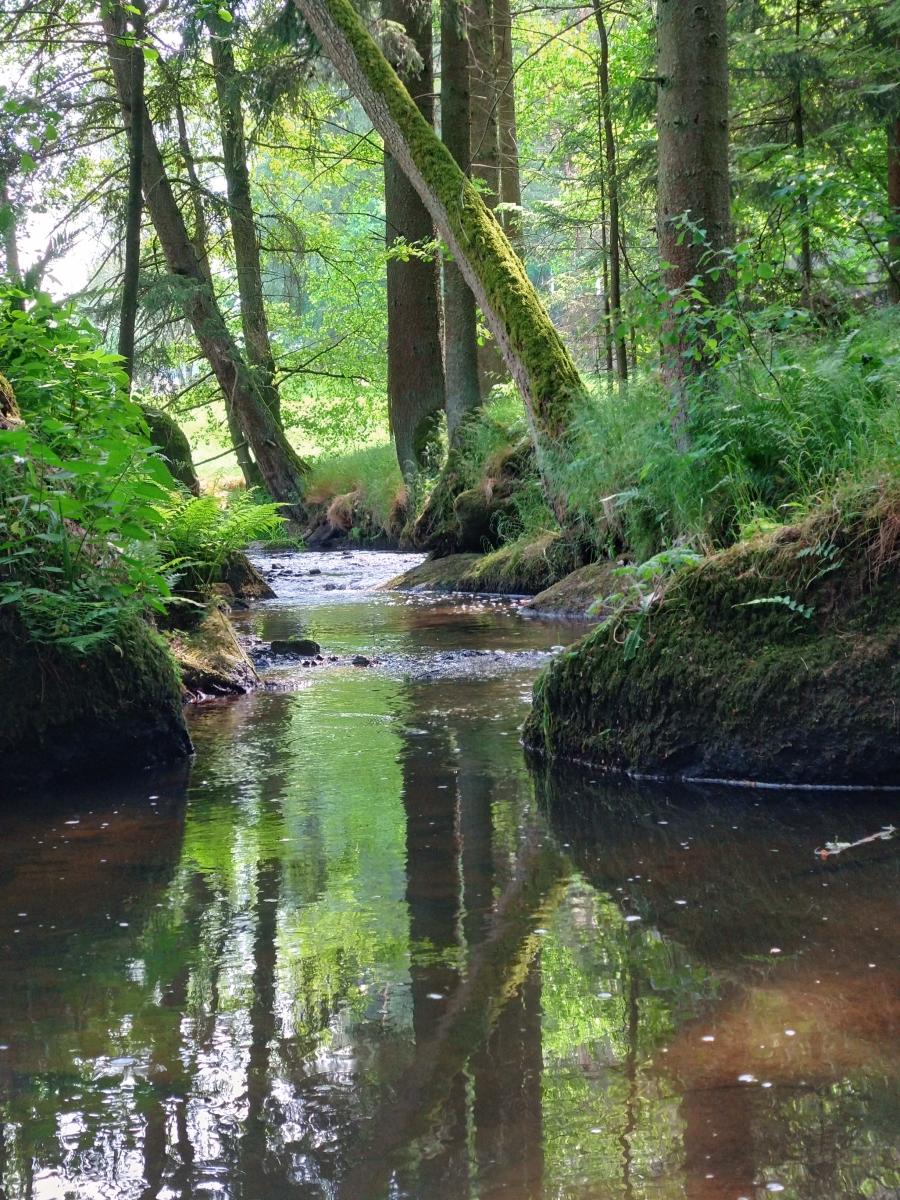 ein Bach schlängelt sich durch den Wald