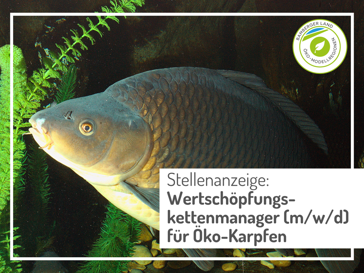 Karpfen im Teich
