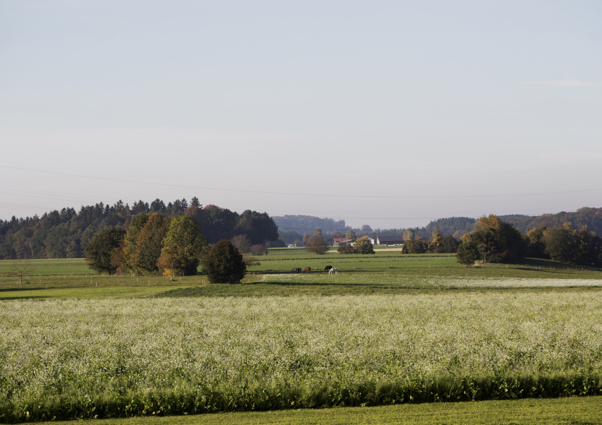 Landschaft/Zwischenfrucht