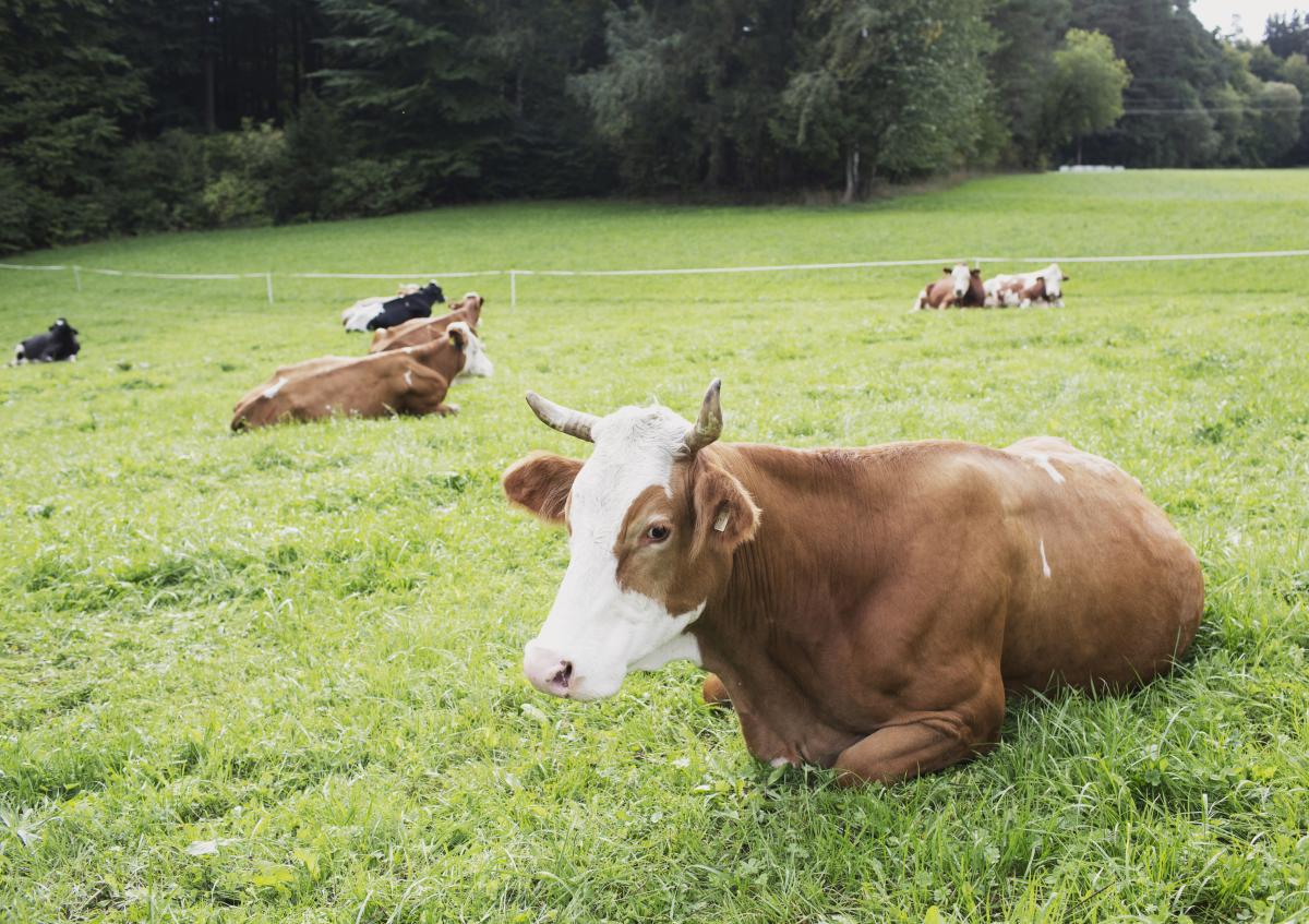Mehrere Kühe liegen auf einer Weide.