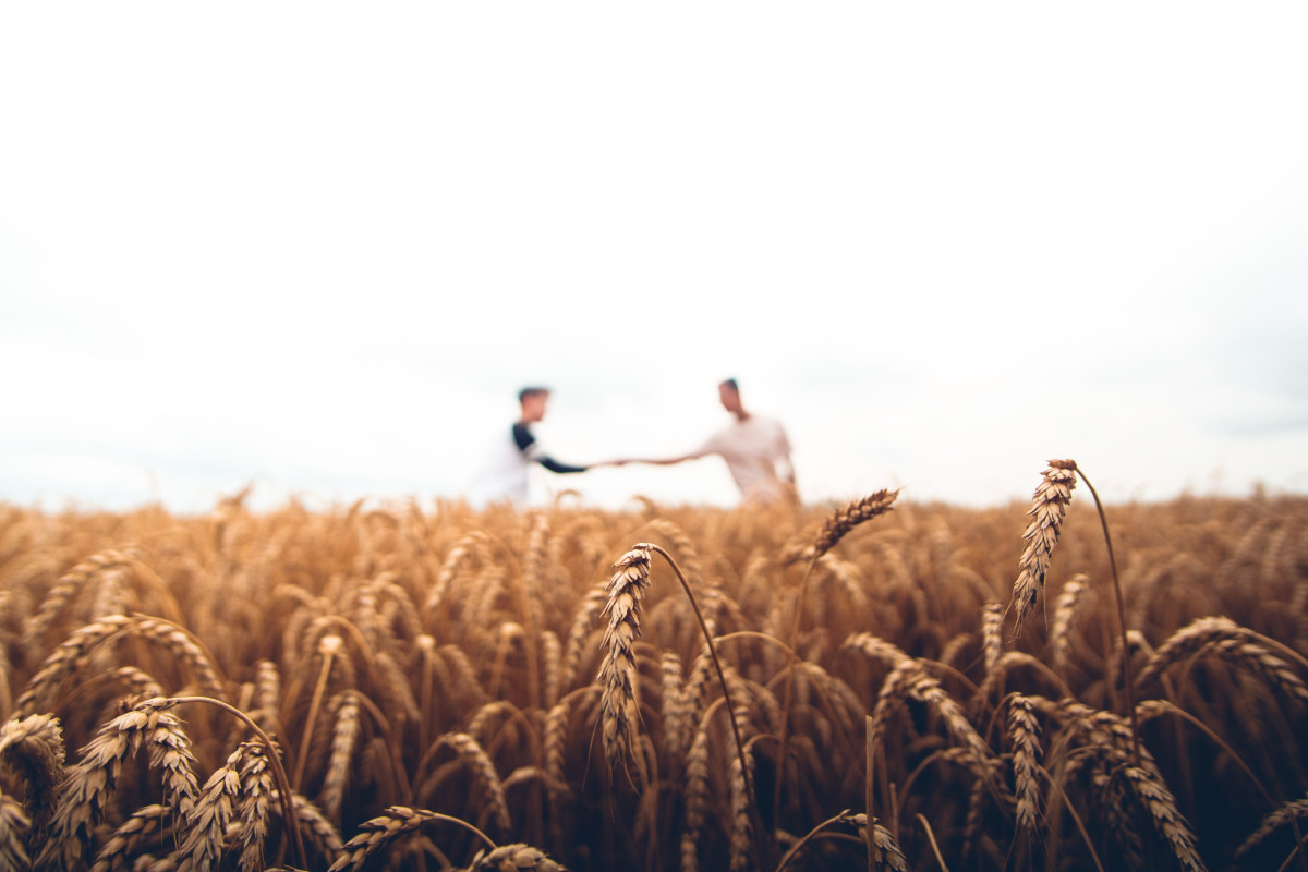 Im Vordergrund sind einzelne Weizenhalme. Im Hintergrund ein verschwommenes Weizenfeld mit zwei verschwommenen Menschen welche sich die Hand geben.