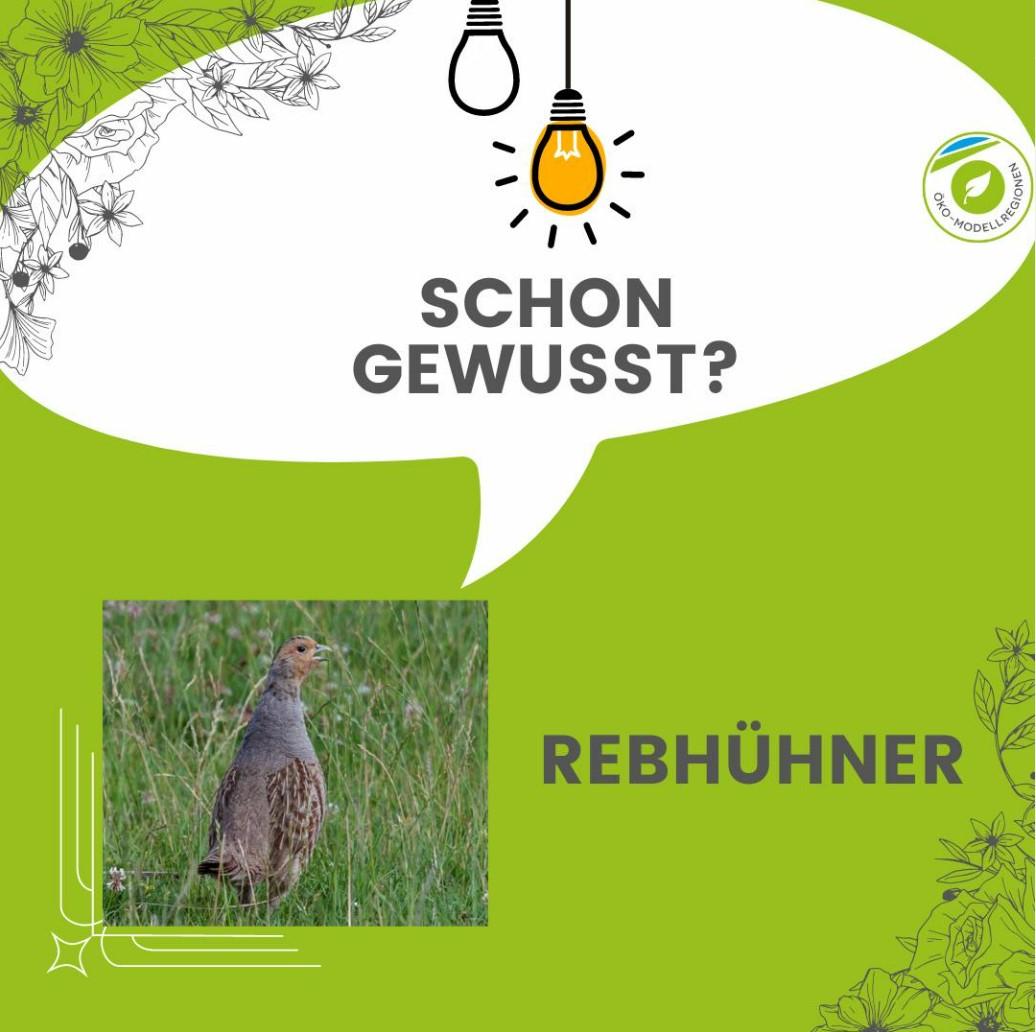 Huhn und grün