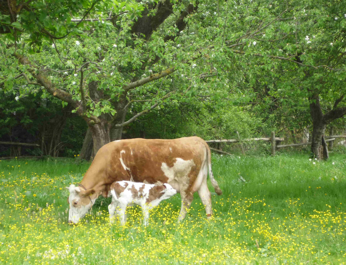 Kuh mit Kalb auf der Weide