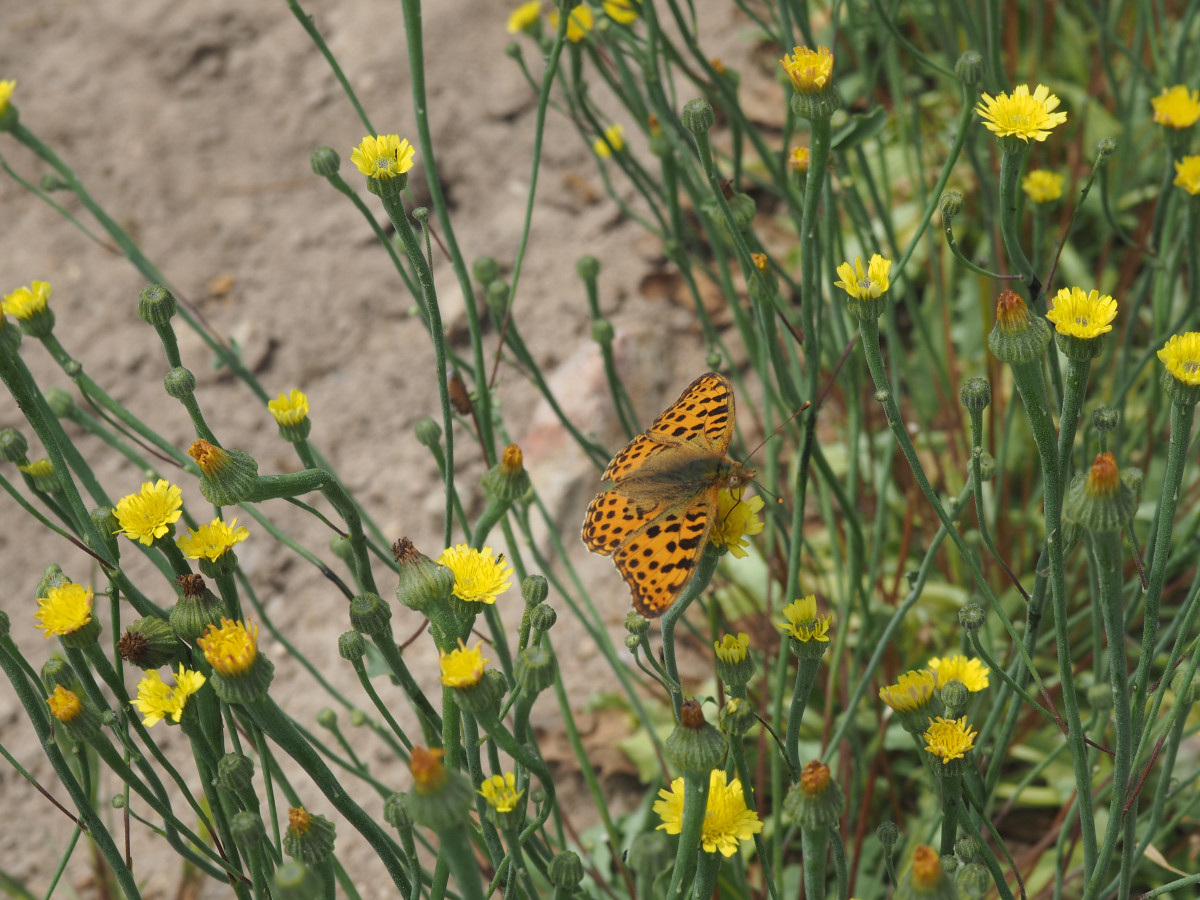 gelbe Blüten