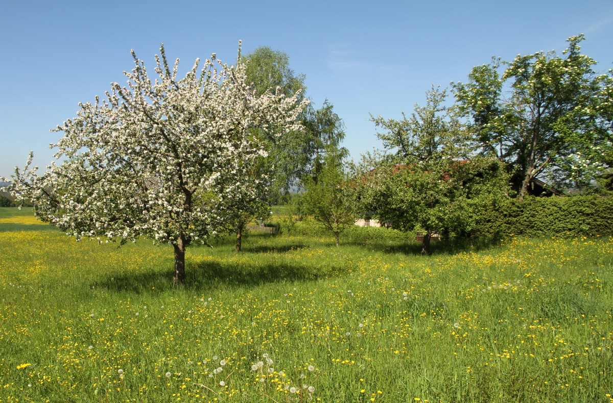 Obstwiese - blühender Apfelbaum (Markus Breier)