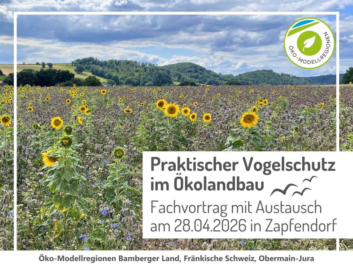 Blick auf eine Blühfläche mit Phacelia und Sonnenblumen