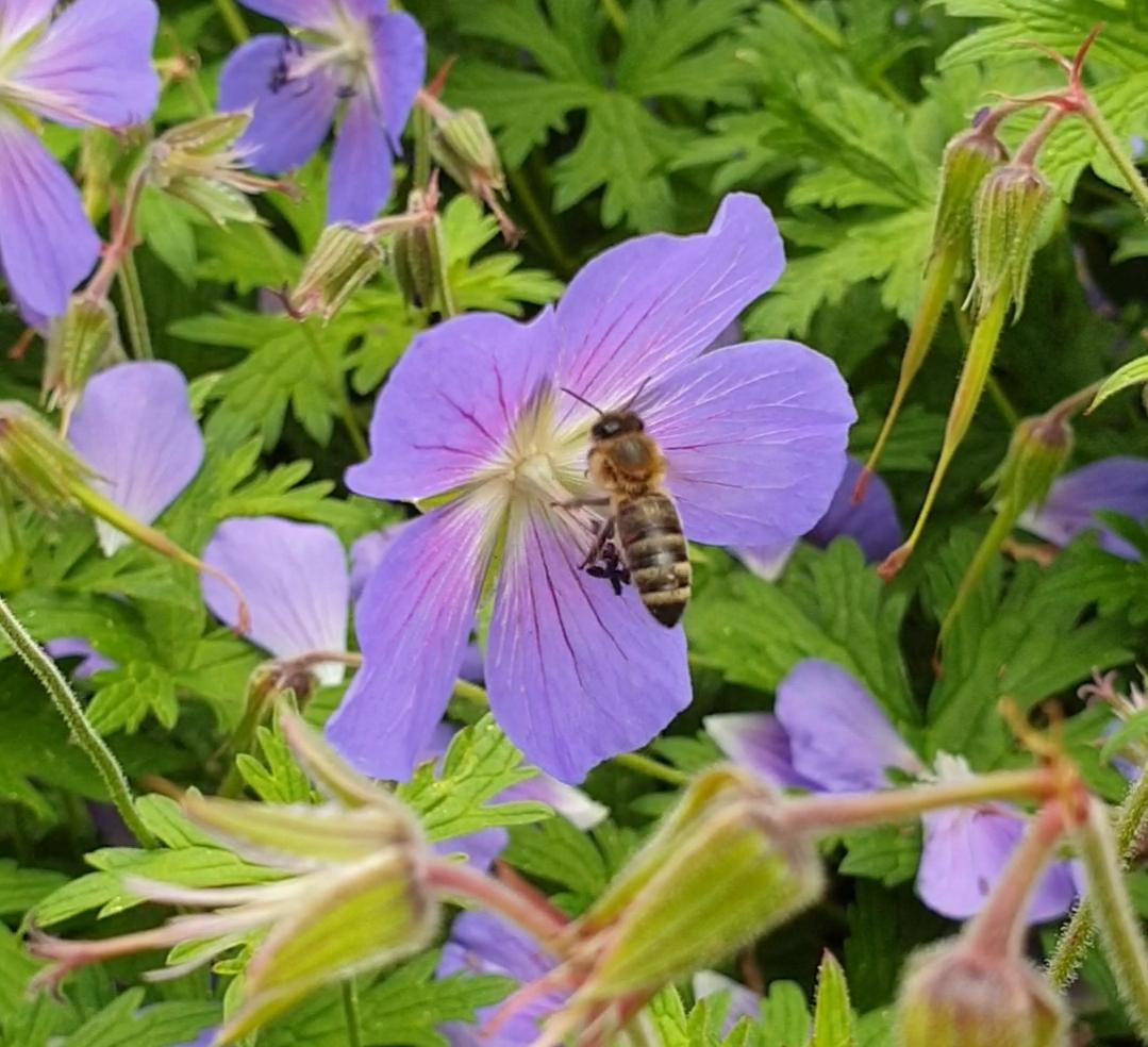 Biene sitzt auf lila Blüte