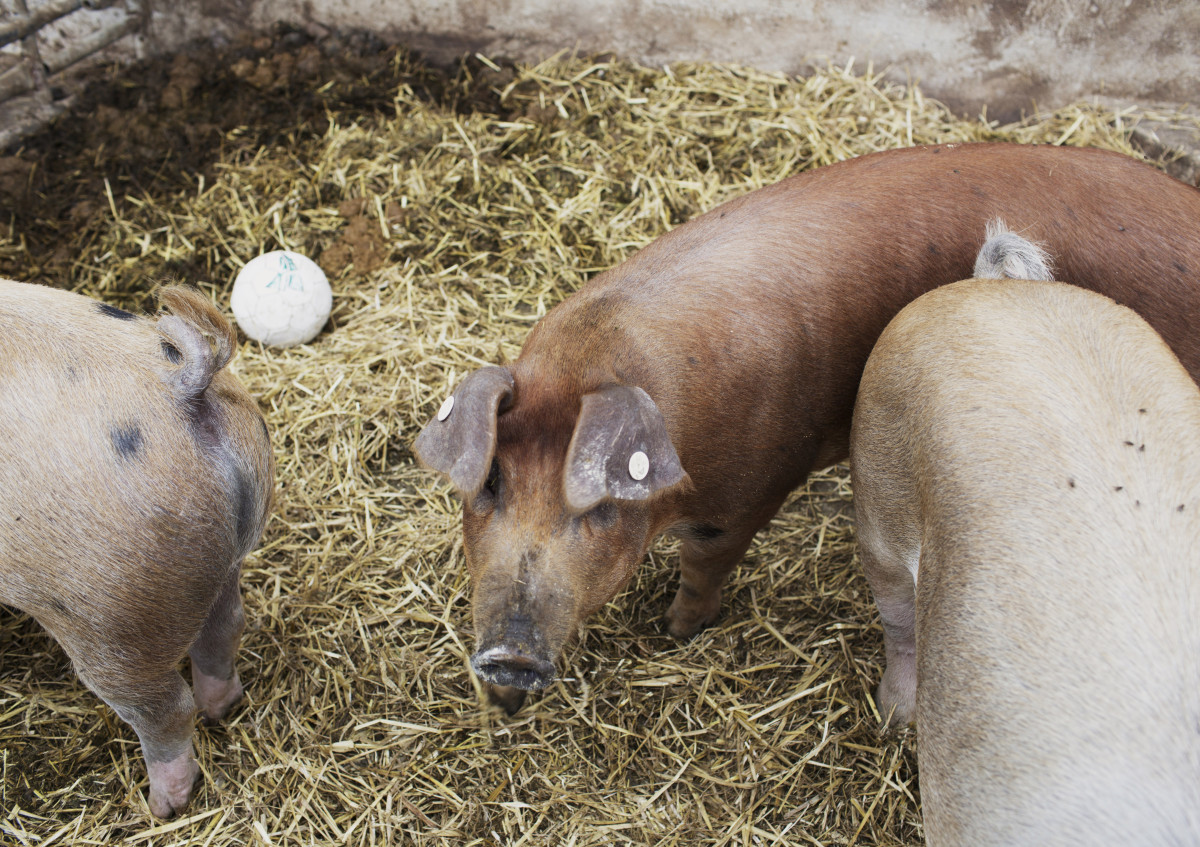 Braunes Schwein mit Artgenossen in Stroh