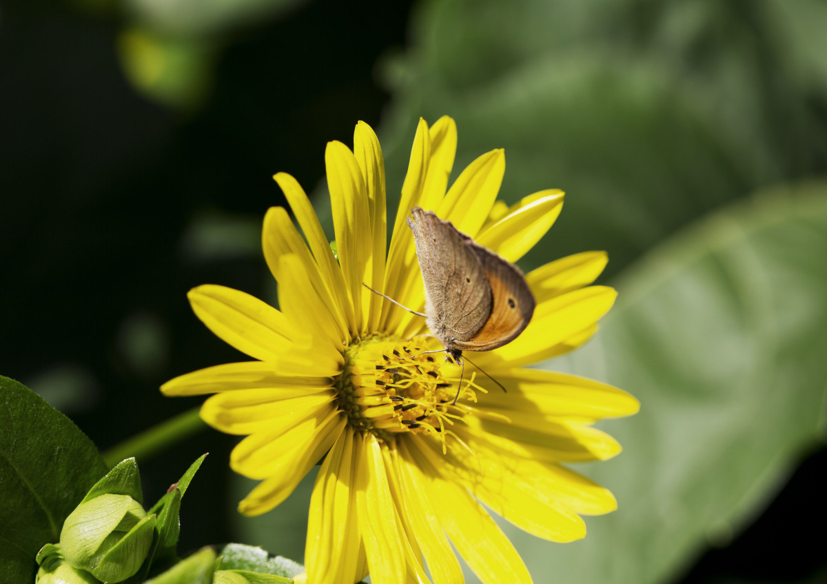 Gelbe Blume mit Falter