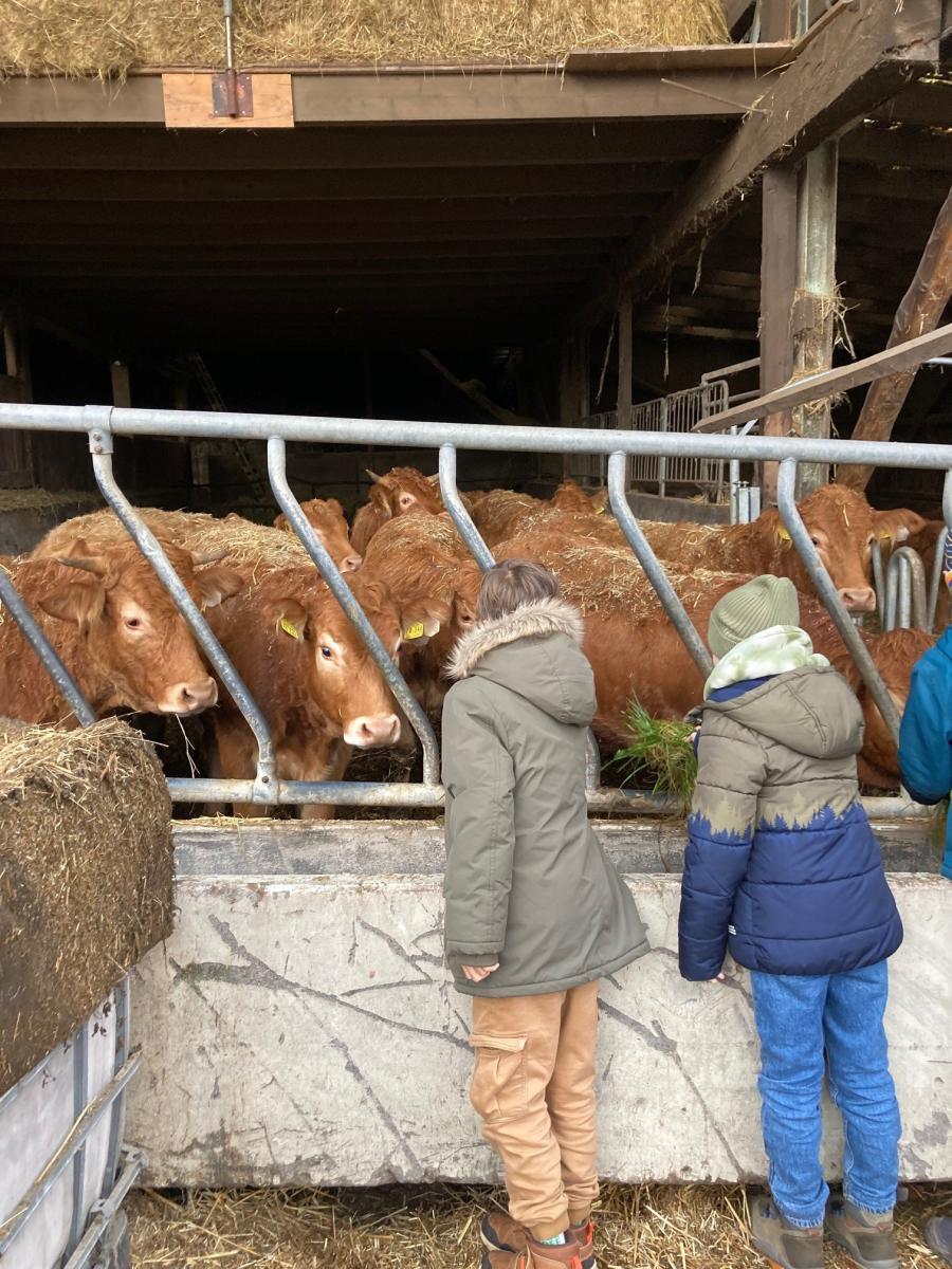 Zwei Kinder die Rinder streicheln