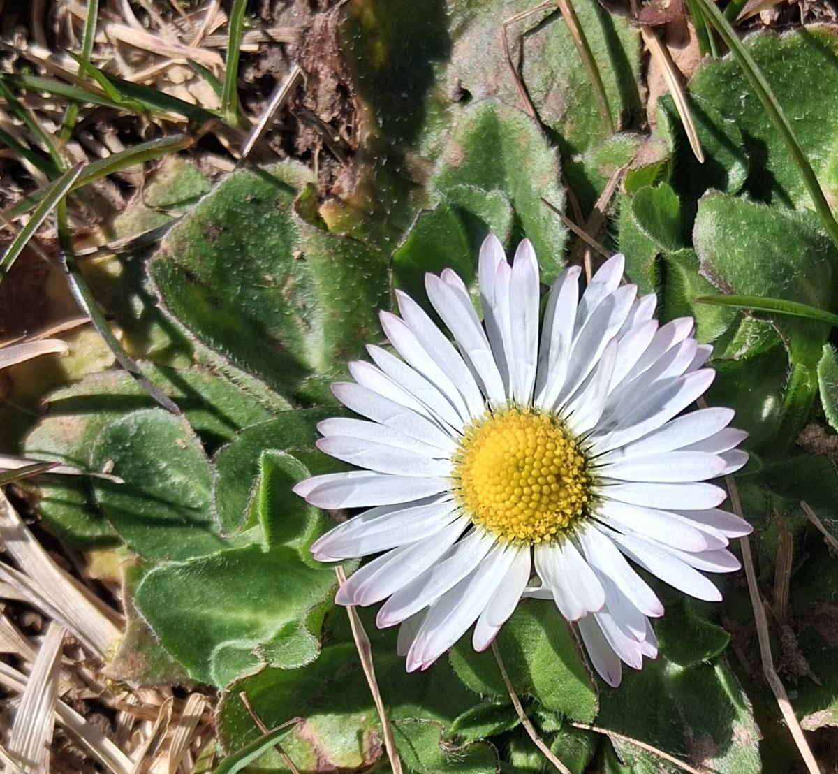 eine kleine Weiße Blüte