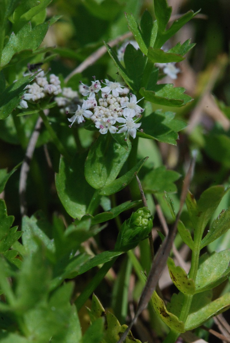 Apium repens